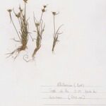 Juncus capitatus Hábito