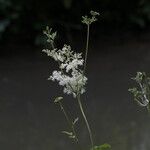 Filipendula ulmariaKvet