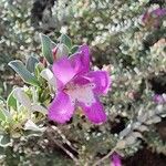 Leucophyllum frutescens Cvet