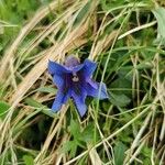 Gentiana acaulis Květ