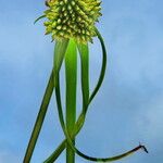 Cyperus aromaticus