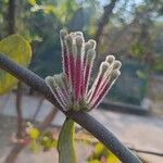 Phragmanthera cornetii Flor