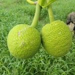 Artocarpus altilis Fruct