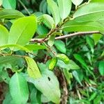 Xylopia longipetala Fruto