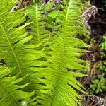 Blechnum spicantЛист