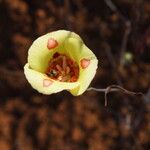 Calochortus venustus ᱵᱟᱦᱟ