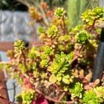 Sedum kimnachii 葉