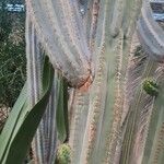 Trichocereus macrogonus Bark