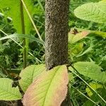 Prunus ssiori Bark