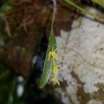 Pleurothallis pruinosa Flower