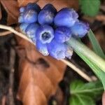 Muscari botryoides Кветка