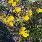 Senecio leucanthemifolius Flower