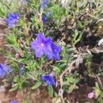 Glandora prostrata 花