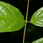 Glicophyllum stylopterum Leaf