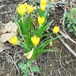 Sternbergia lutea Buveinė