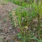 Capsella bursa-pastoris Blatt