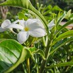 Plumeria pudicaÇiçek