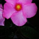 Mandevilla laxaBloem