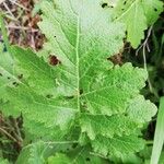 Brassica barrelieri Feuille