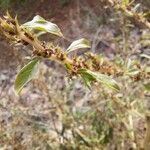 Amaranthus albus 花