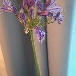 Triteleia grandiflora Kukka