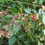 Rubus bertramii