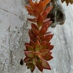 Sedum adolphi Leaf