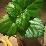 Plectranthus verticillatus叶