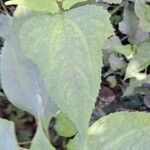 Melanthera nivea Ravina