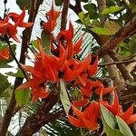 Butea monosperma Floare