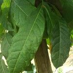 Swietenia mahagoni Ліст