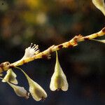 Fallopia sachalinensis Fruit