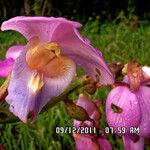 Eulophia bouliawongoΛουλούδι