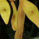 Lonchocarpus ferrugineus Fruto