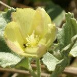 Malvella leprosa Flower