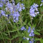 Veronica austriaca 整株植物