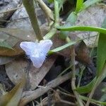 Cyanotis axillaris Flower