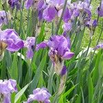 Iris pallida Pokrój