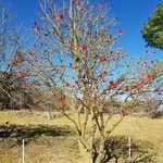 Erythrina flabelliformis Хабит