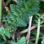 Erodium cicutarium Leaf