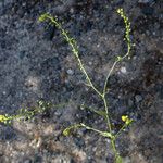 Neslia paniculata 形態