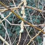 Salix × pendulina পাতা