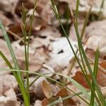 Carex pseudobrizoides Habit