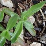 Gentiana angustifolia Frunză