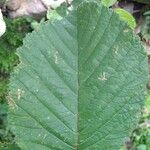 Rubus ellipticus Leaf