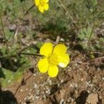 Ranunculus millefoliatus Flower