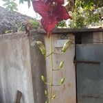Kigelia africana Kwiat