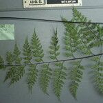 Asplenium laserpitiifolium Yaprak