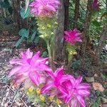 Curcuma aromatica Blomst