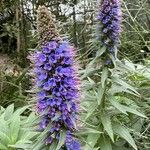 Echium candicans 整株植物